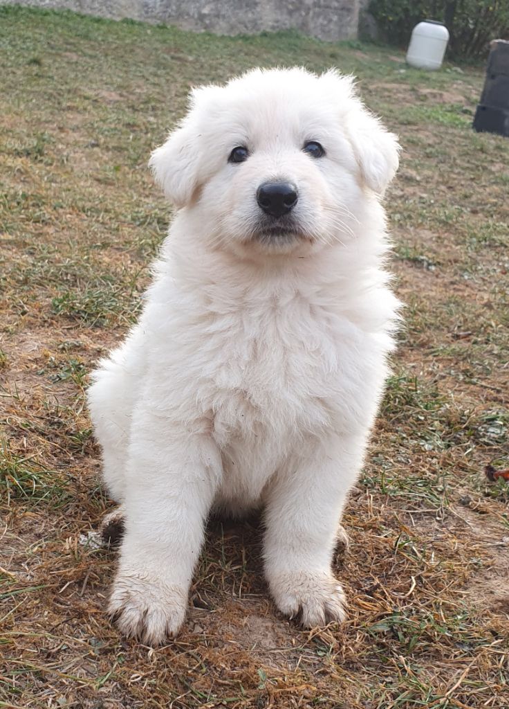 Des Plaines de l'Est - Chiots disponibles - Berger Blanc Suisse