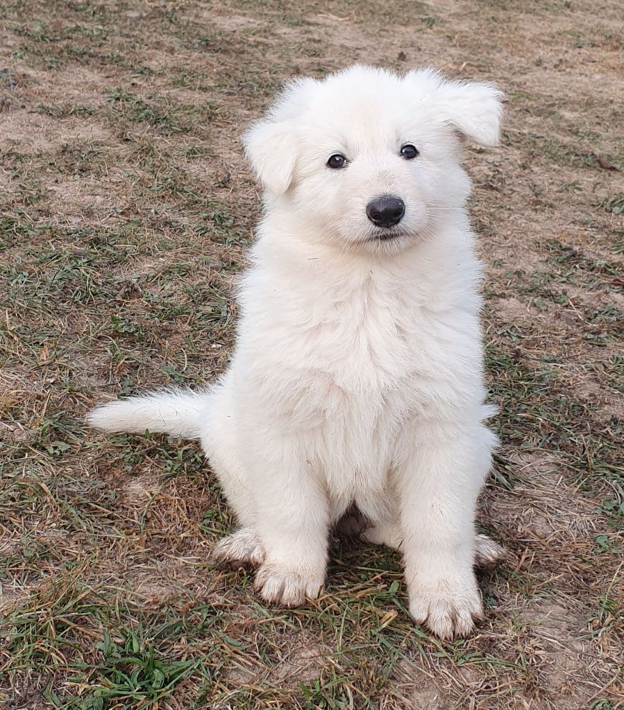 Des Plaines de l'Est - Chiots disponibles - Berger Blanc Suisse