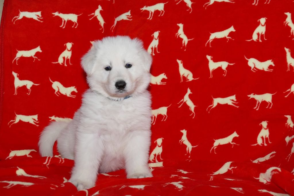 Des Plaines de l'Est - Chiots disponibles - Berger Blanc Suisse